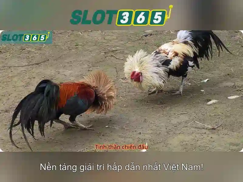 Slot365 an toàn không – Tổng quan về chủ đề và giá trị cốt lõi